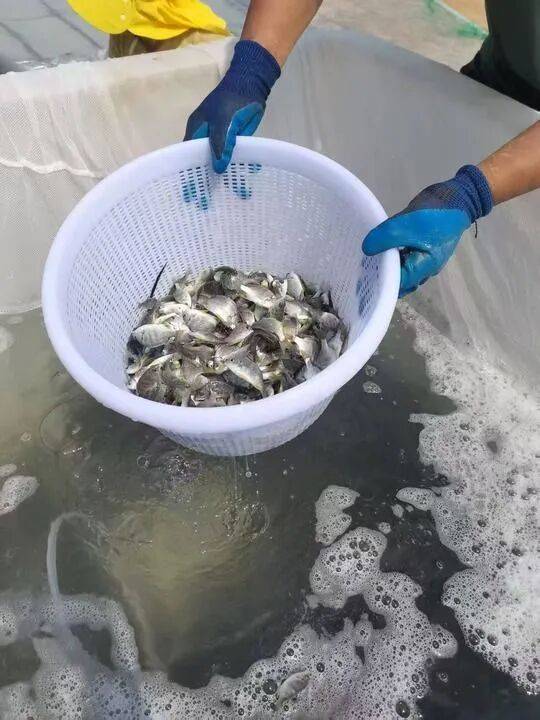 桌——中山大学海洋科学学院创新守护“蓝色粮仓”|新华智见mg不朽情缘游戏平台把实验室搬到“塘头”让成果“游”上餐(图2) 桌——中山大学海洋科学学院创新守护“蓝色粮仓”|新华智见mg不朽情缘游戏平台把实验室搬到“塘头”让成果“游”上餐(图2)